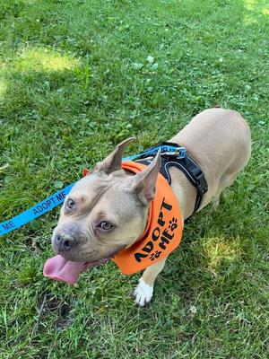Deuce, Pit Bull Terrier, available for adoption