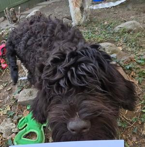 A close-up of a black, curly-haired dog lying on the ground with a green toy nearby.