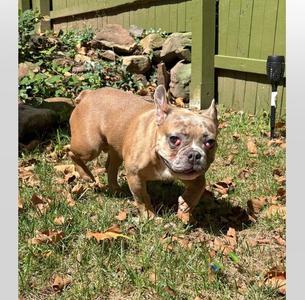 Chaos, French Bulldog, available for adoption
