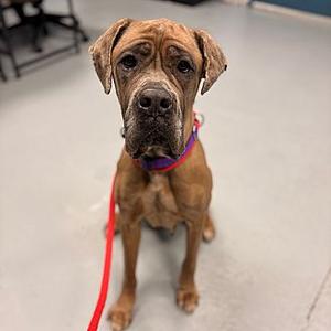 Cammie, Cane Corso, adult, available for adoption