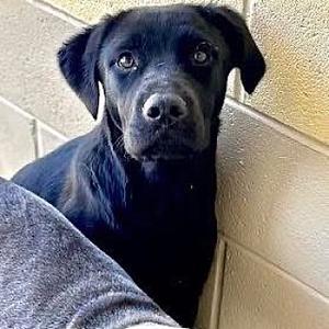 Chandler, Labrador Retriever, young, available for adoption