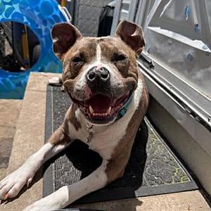 Koala, French Bulldog, young, available for adoption