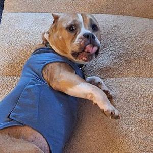 Nyla, American Bulldog, adult, available for adoption