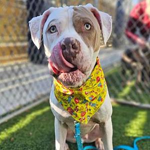 Ol Roy, Boxer, adult, available for adoption