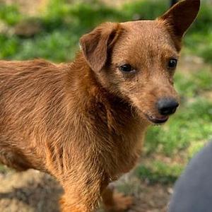 Bowie, Soft-Coated Wheaten Terrier, young, available for adoption