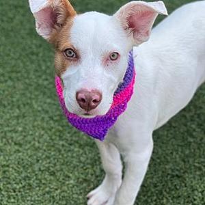 Keebler, American Foxhound, young, available for adoption
