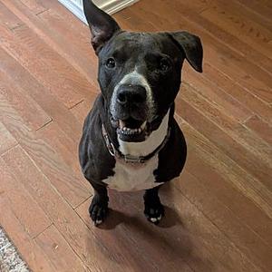 Patchy King, American Staffordshire Terrier, adult, available for adoption