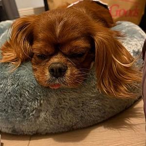 Pudding, Cavalier King Charles Spaniel, senior, available for adoption