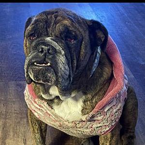 Winni, Bulldog, adult, available for adoption