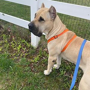 Bailey, Presa Canario, adult, available for adoption