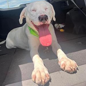 Krista, Labrador Retriever, adult, available for adoption