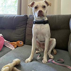 Sunshine, Labrador Retriever, young, available for adoption