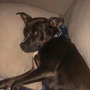 black dog lying on a couch