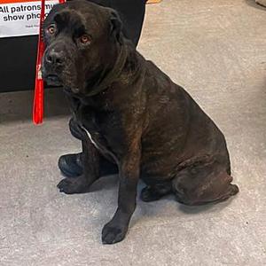 Kane, Cane Corso, adult, available for adoption