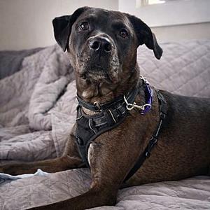 Jim, Labrador Retriever, young, available for adoption