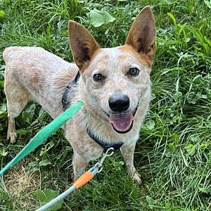 Bear, Australian Cattle Dog, adult, available for adoption