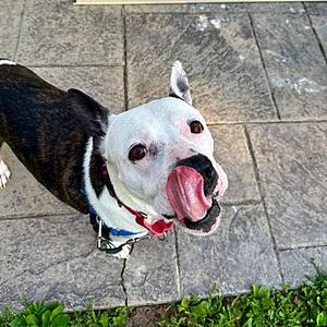 Katie, Pit Bull Terrier, adult, available for adoption