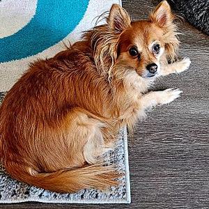 Cocoa, Chihuahua - Smooth Coated, young, available for adoption