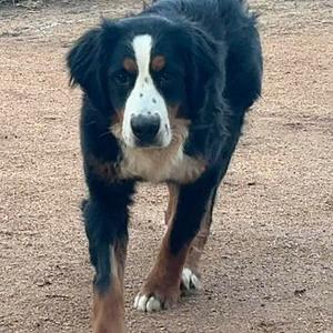 Cadbury, Bernese Mountain Dog, young, available for adoption