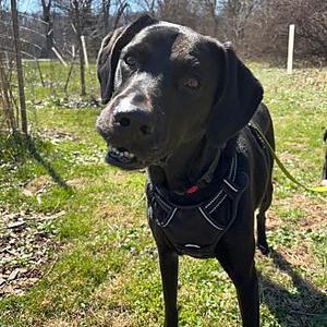 Becal, Labrador Retriever, young, available for adoption