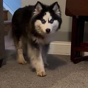 Millie, Pomeranian, young, available for adoption
