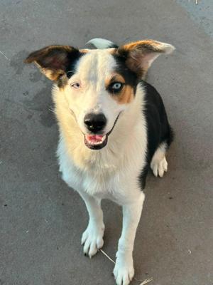 A black and white dog with brown patches on its ears and around its eyes, sitting on a concrete surface and looking up at the camera with its mouth open in a happy expression.