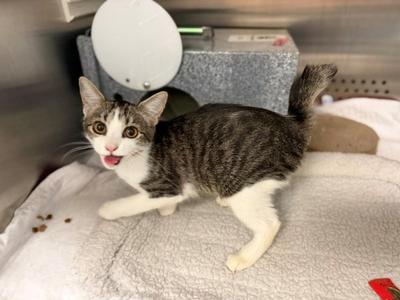 YAM, young, available for adoption