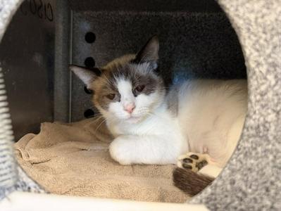 SHYLA, young, available for adoption
