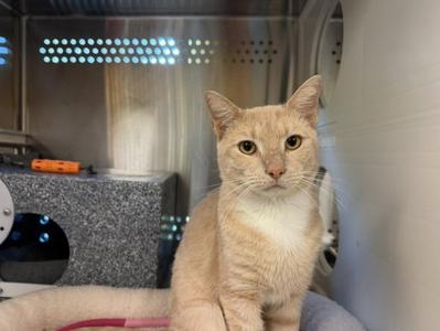 A light-colored cat sitting in a cage, looking directly at the camera.