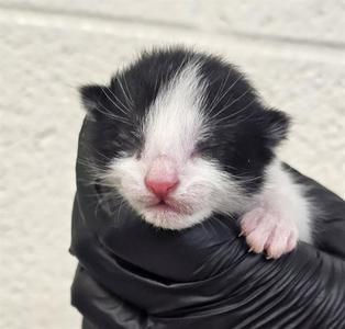 ZOEY, kitten, available for adoption