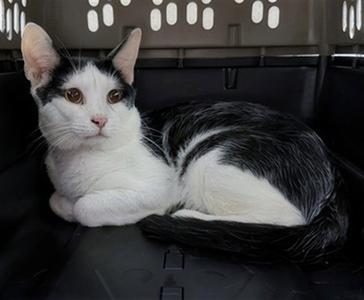 RANGER, adult, available for adoption