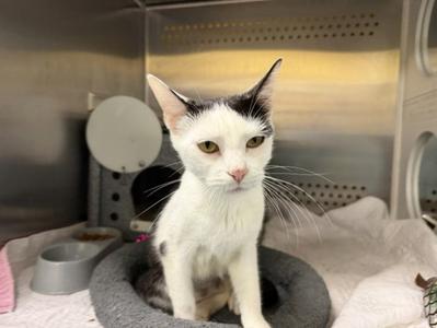 BEATRICE, adult, available for adoption