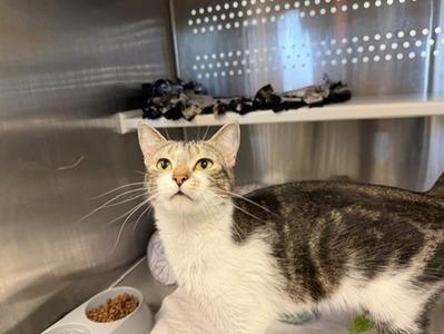 OPAL, young, available for adoption
