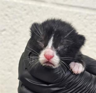 MIRA, kitten, available for adoption