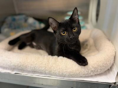 RAVEN, young, available for adoption