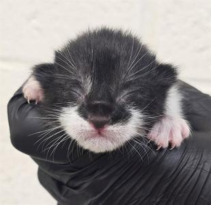 RUMI, kitten, available for adoption