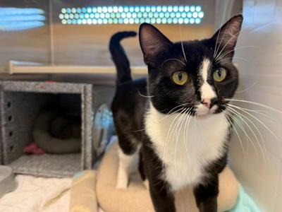 MOTOR MOUTH, adult, available for adoption