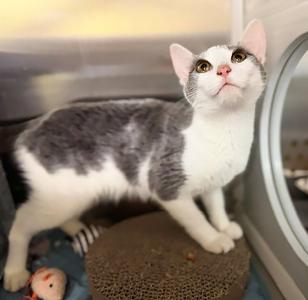 JEAN, young, available for adoption