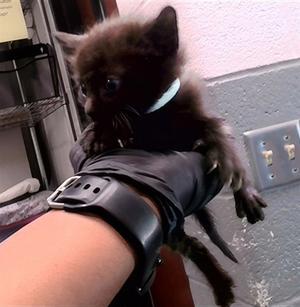 KENNY, kitten, available for adoption