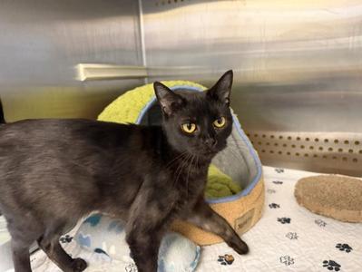ROSE, adult, available for adoption