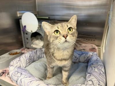 CHRISTINE, adult, available for adoption