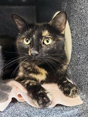 WANDA, adult, available for adoption
