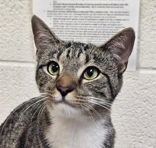 A gray tabby cat with green eyes looking directly at the camera, standing in front of a white wall with a piece of paper attached to it.