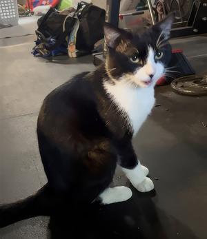SYLVESTER, adult, available for adoption