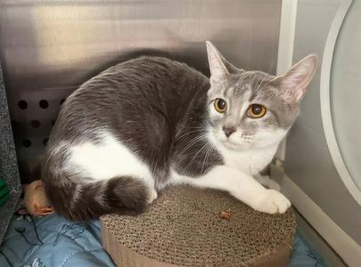 A gray and white cat sitting on a cardboard scratcher in a metal enclosure.