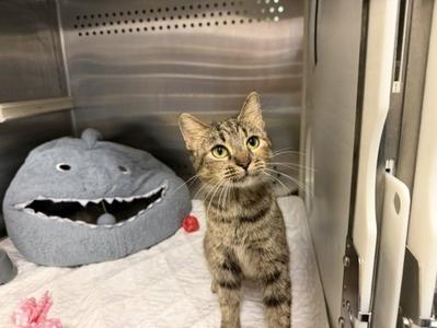 BREEZY, young, available for adoption