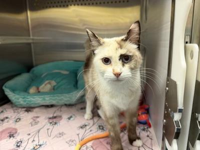 ELVIRA, adult, available for adoption