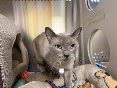 A gray cat with blue eyes is standing in a cozy indoor setting, surrounded by soft blankets and a pet bed. The cat appears alert and is looking directly at the camera. In the background, there is a circular opening, possibly a pet door, and a curtain with a soft, warm glow.