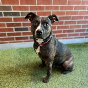 MALLOREE, American Pit Bull Terrier, adult, available for adoption