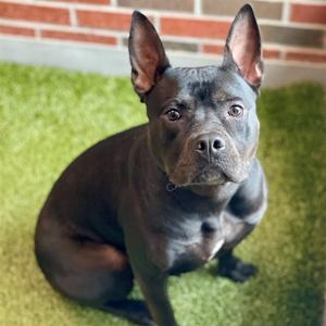 MAVIS, American Pit Bull Terrier, adult, available for adoption